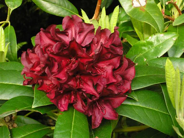 Photo of R. 'Burgundy Moon', Rhododendron Hybrid