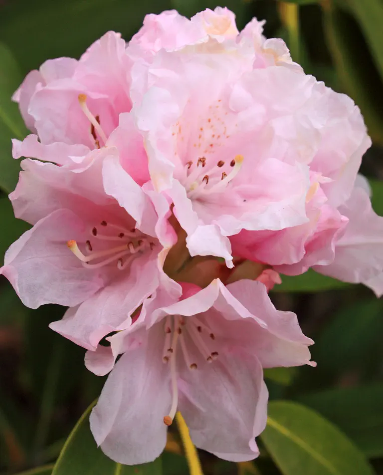 Photo of R. 'Spring Frolic', Rhododendron Hybrid