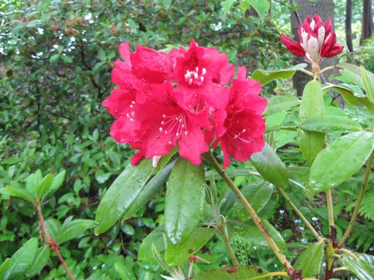 Photo of R. 'Keith Brown', Rhododendron Hybrid