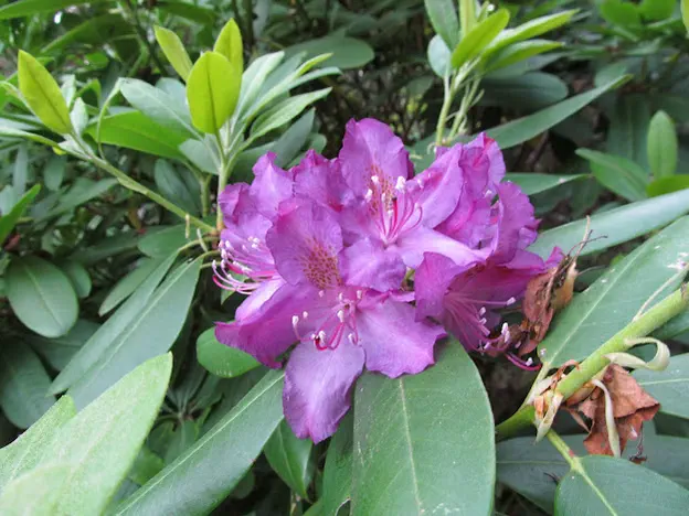 Photo of R. 'Connecticut Yankee', Rhododendron Hybrid