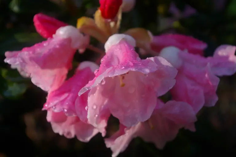 Photo of R. 'Rigging Slinger', Rhododendron Hybrid