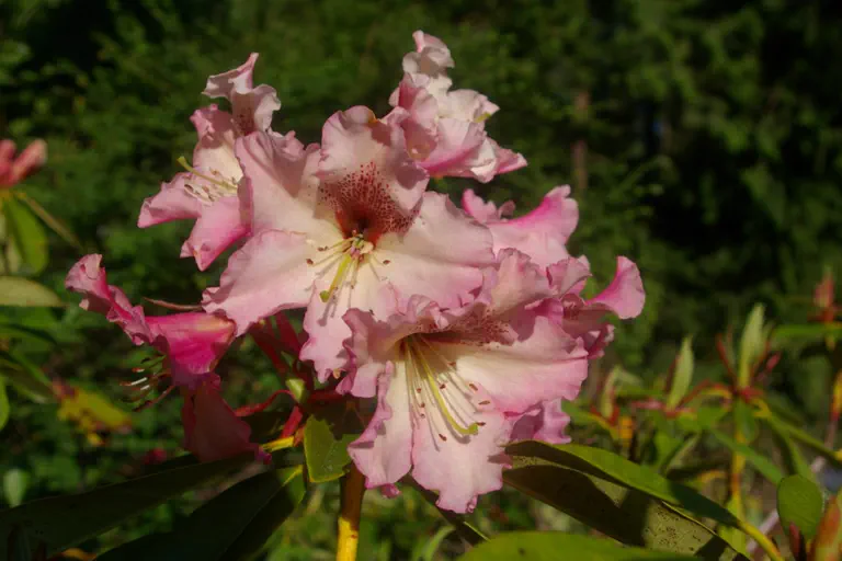 Photo of R. 'Lem's Cameo x Blue Pacific', Rhododendron Hybrid