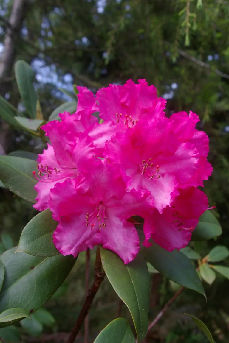 Photo of R. 'Margaret Mack', Rhododendron Hybrid