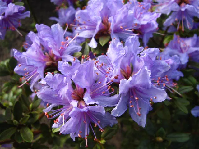 Photo of R. 'Blaue Mauritius', Rhododendron Hybrid