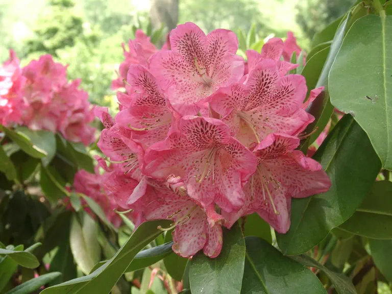 Photo of R. 'Chatham', Rhododendron Hybrid