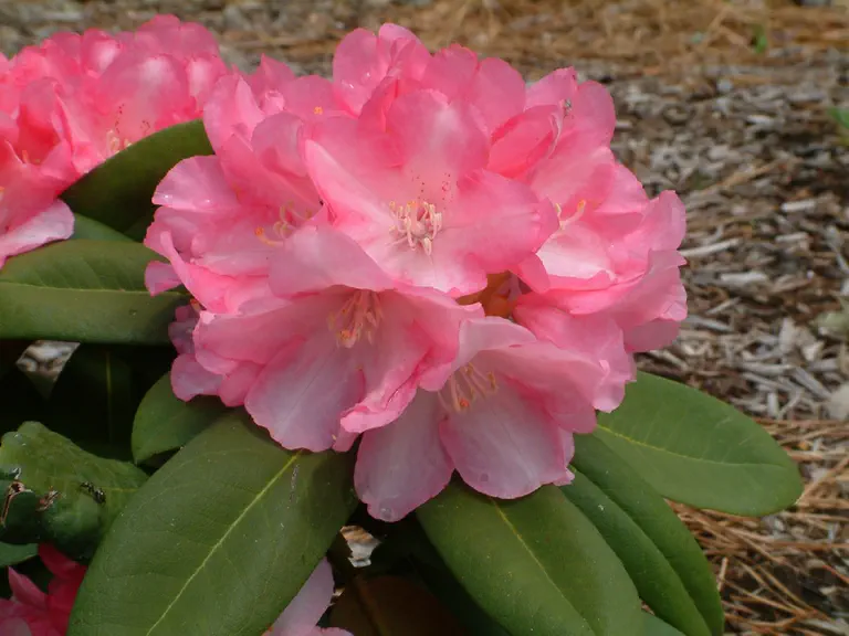 Photo of R. 'Giselle', Rhododendron Hybrid