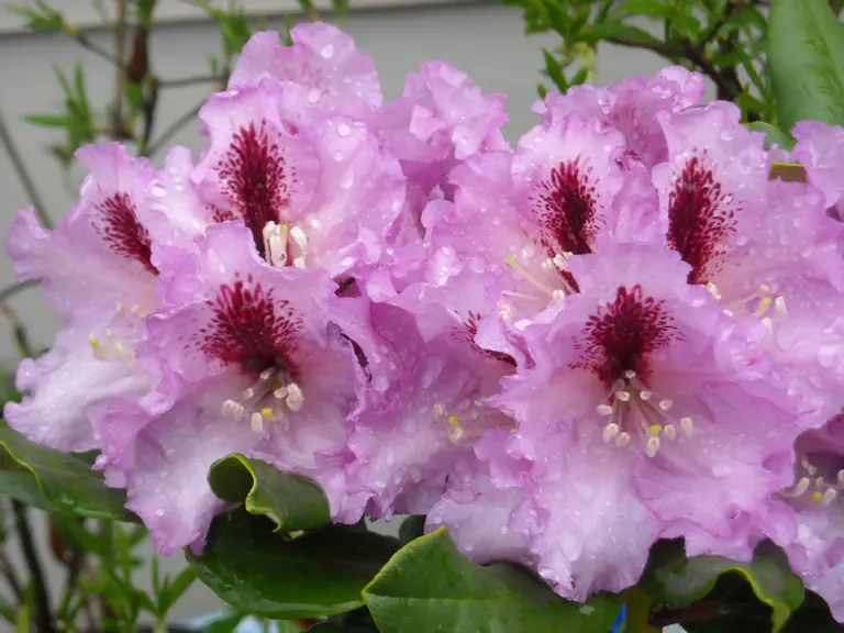 Photo of R. 'Spring Beauty', Rhododendron Hybrid