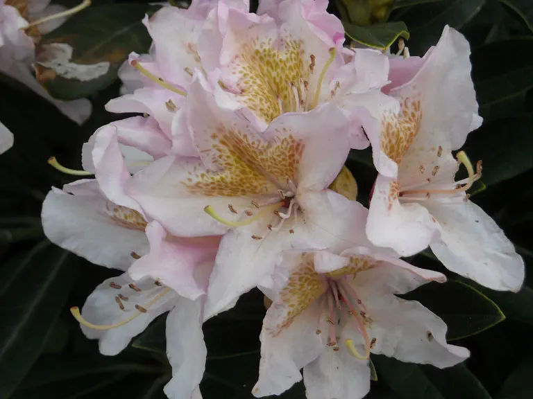 Photo of R. 'Cunningham's Blush', Rhododendron Hybrid