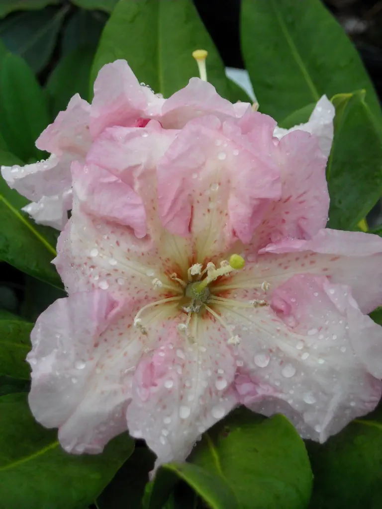 Photo of R. 'Pink Eternity', Rhododendron Hybrid