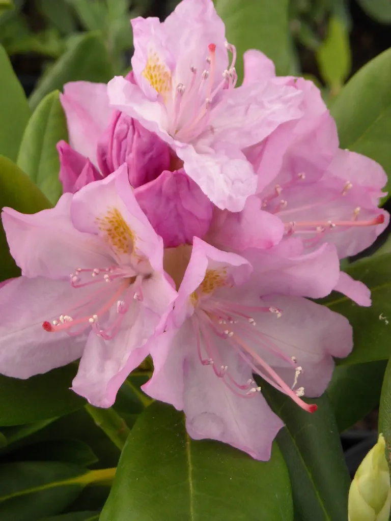 Photo of R. 'Alberta Pink', Rhododendron Hybrid