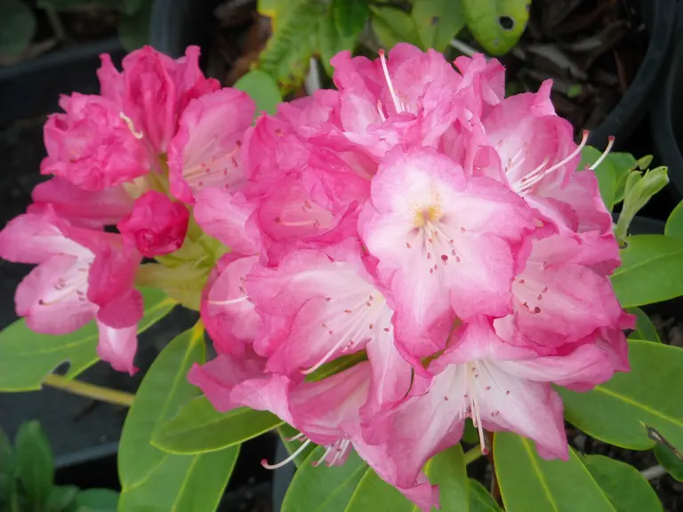 Photo of R. 'Dexter'', Rhododendron Hybrid