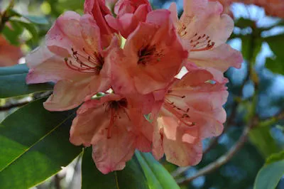 Photo of R. 'Camflo', Rhododendron Hybrid