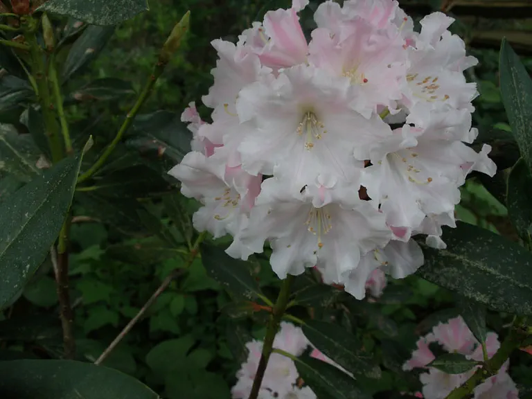 Photo of R. 'Snow White', Rhododendron Hybrid
