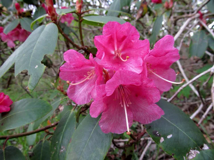 Photo of R. 'Arthur J. Ivens', Rhododendron Hybrid