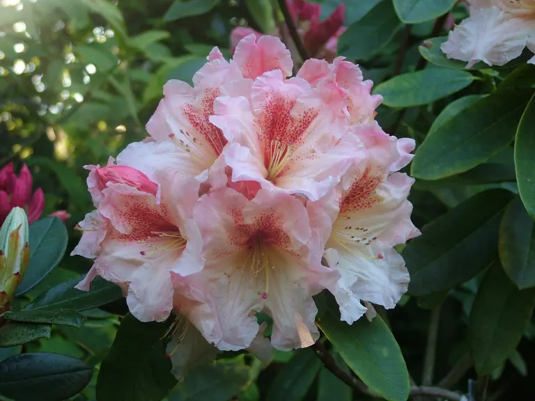 Photo of R. 'Just Jazz', Rhododendron Hybrid