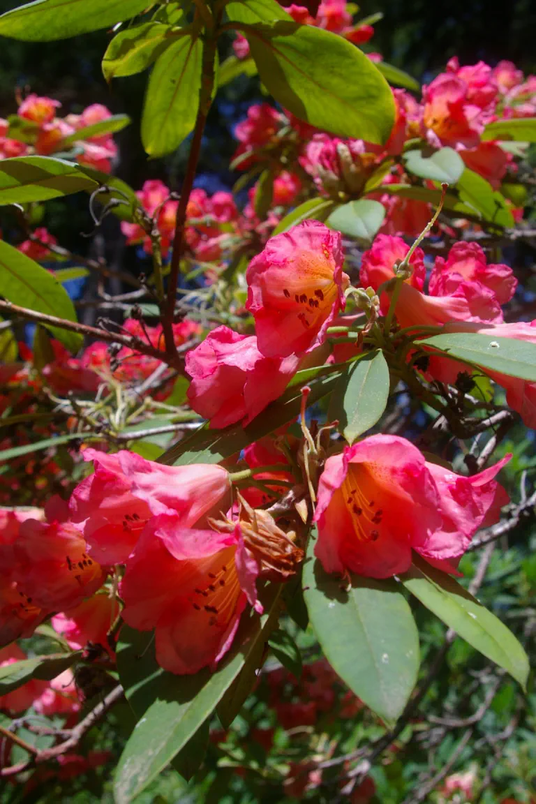 Photo of R. 'C.P. Raffill x King of Shrubs', Rhododendron Hybrid