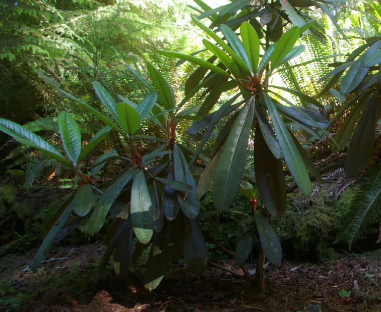 Photo of R. 'praestans x montroseanum', Rhododendron Hybrid