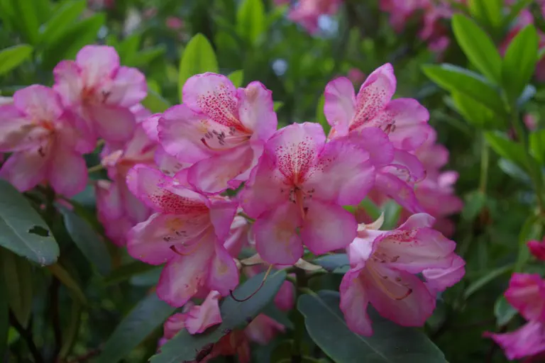 Photo of R. 'Old Copper x Mrs T H Lowinsky', Rhododendron Hybrid