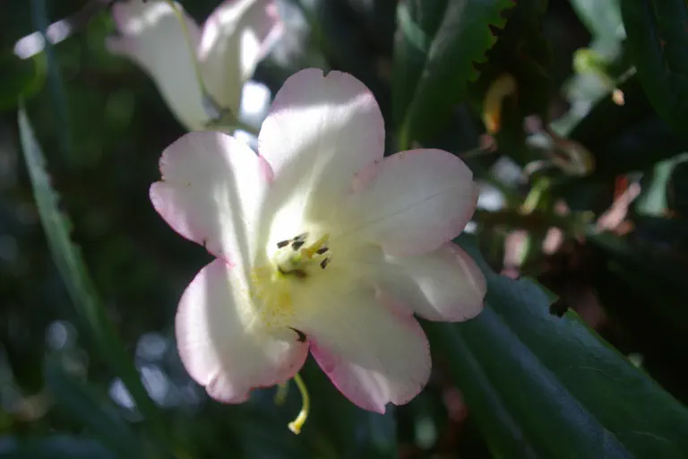Photo of R. 'yakushimanum x dichroanthum ssp scyphocalyx', Rhododendron Hybrid