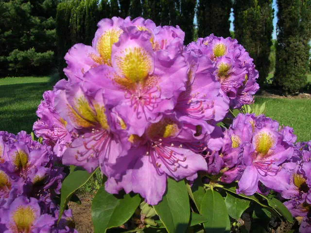 Photo of R. 'Angelina Dee', Rhododendron Hybrid
