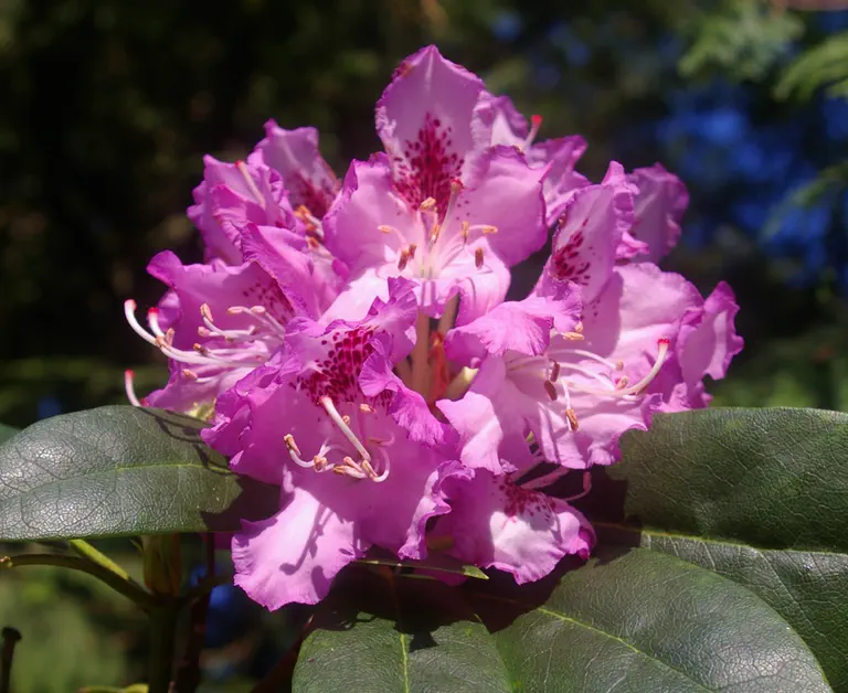 Photo of R. 'Purple Splendour x Frank Galsworthy', Rhododendron Hybrid