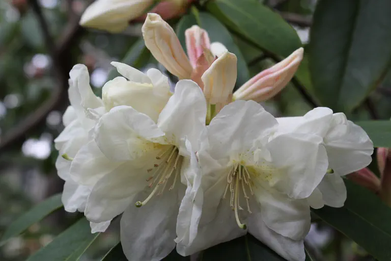 Photo of R. 'Aotearoa', Rhododendron Hybrid
