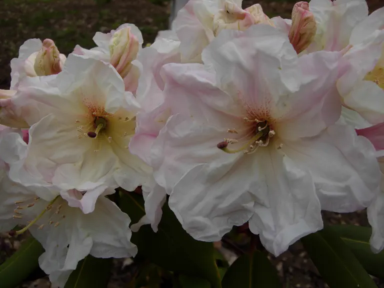 Photo of R. 'Forbidden Plateau', Rhododendron Hybrid