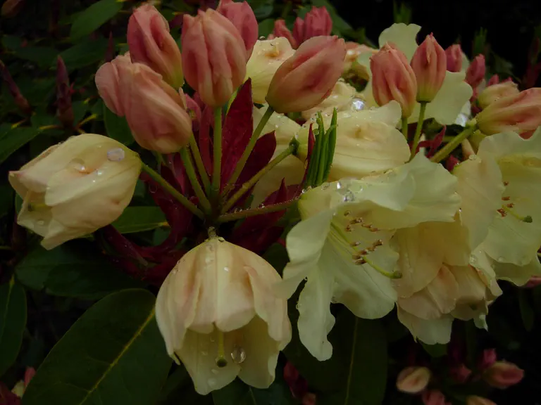 Photo of R. 'Paradise Meadows', Rhododendron Hybrid