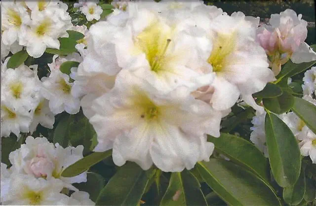 Photo of R. 'Carl Peter', Rhododendron Hybrid