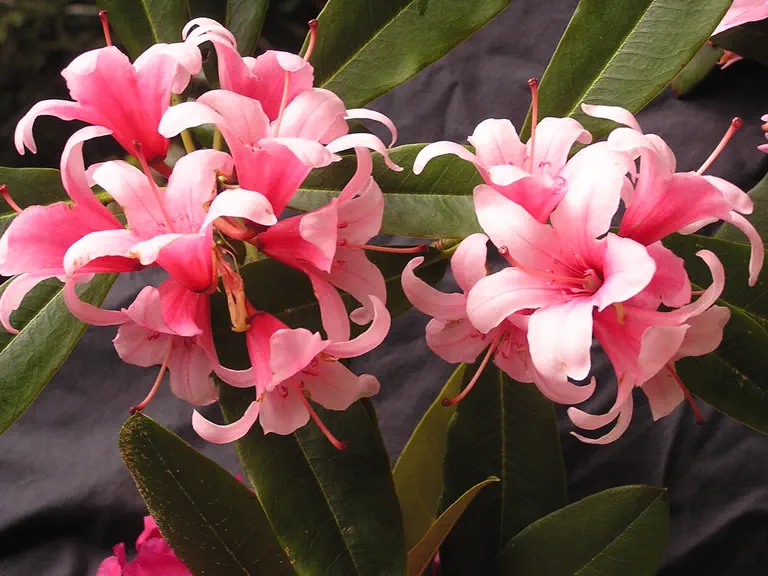 Photo of R. 'Cranberry Ice', Rhododendron Hybrid
