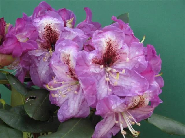 Photo of R. 'Dave's Delight', Rhododendron Hybrid