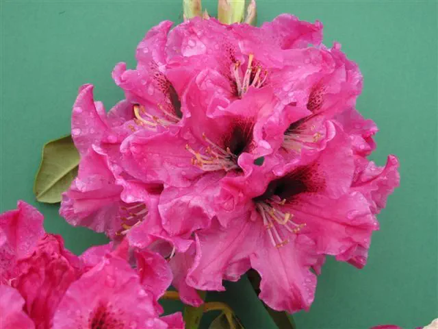 Photo of R. 'Fay Dee', Rhododendron Hybrid