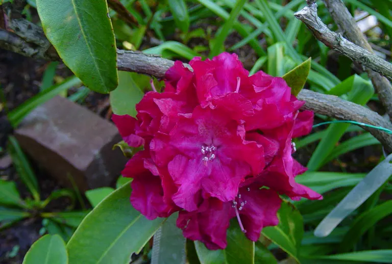 Photo of R. 'John Paul II', Rhododendron Hybrid
