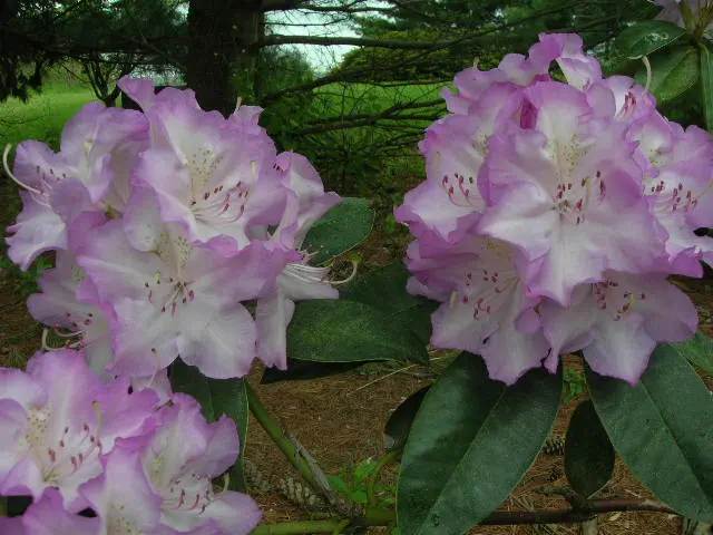 Photo of R. 'Holly's Choice', Rhododendron Hybrid