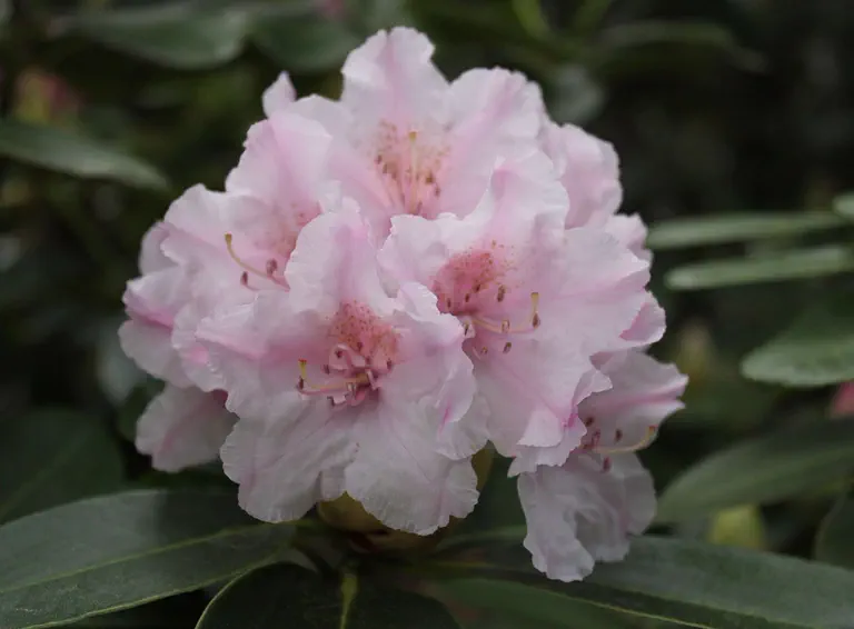Photo of R. 'Leitmotif', Rhododendron Hybrid