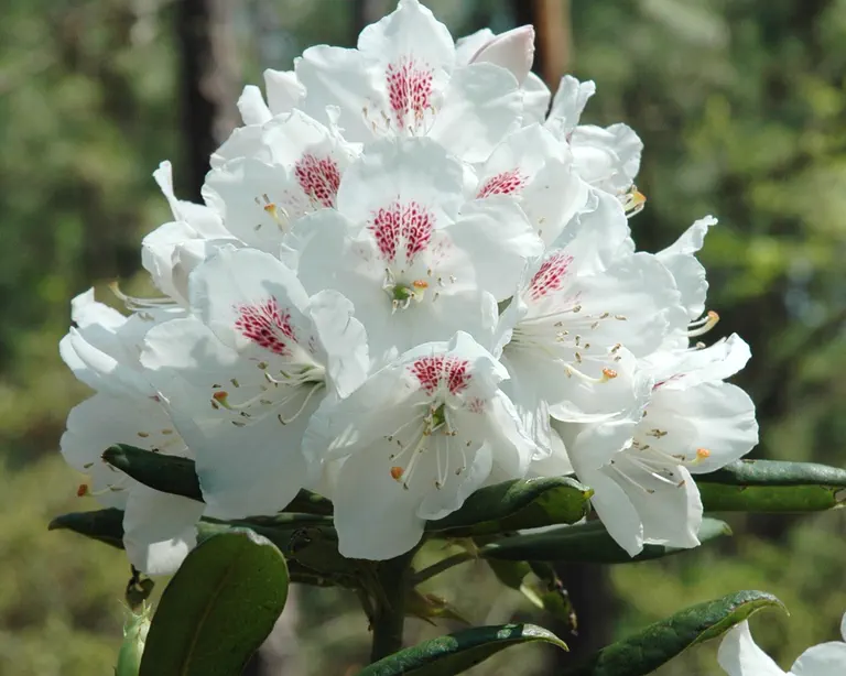 Photo of R. 'Martha Player', Rhododendron Hybrid