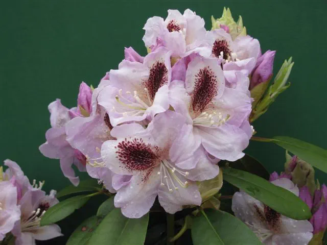 Photo of R. 'Paul Dee', Rhododendron Hybrid