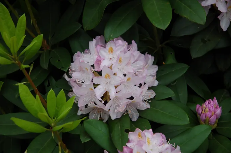 Photo of R. 'Mrs Sam', Rhododendron Hybrid