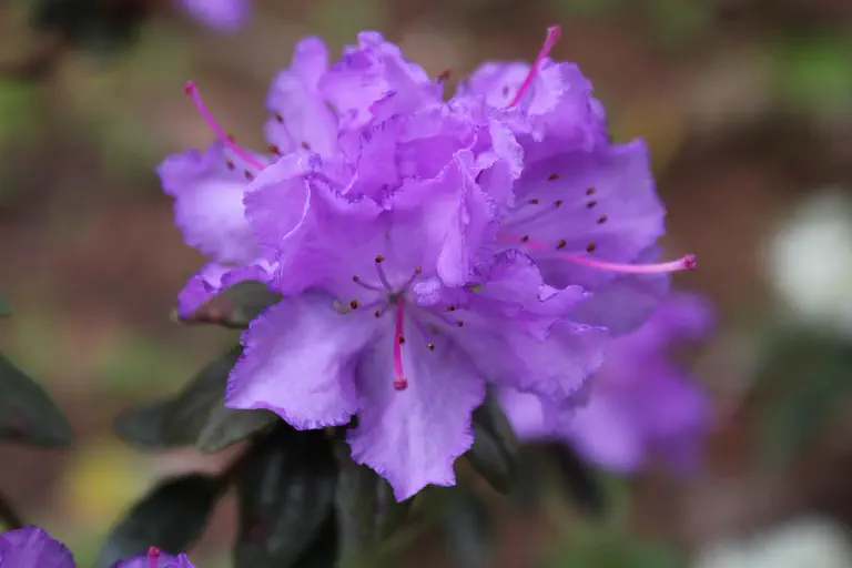 Photo of R. 'Triple A', Rhododendron Hybrid