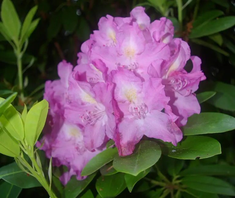 Photo of R. catawbiense 'Anica Bricogne', Rhododendron Species Selection