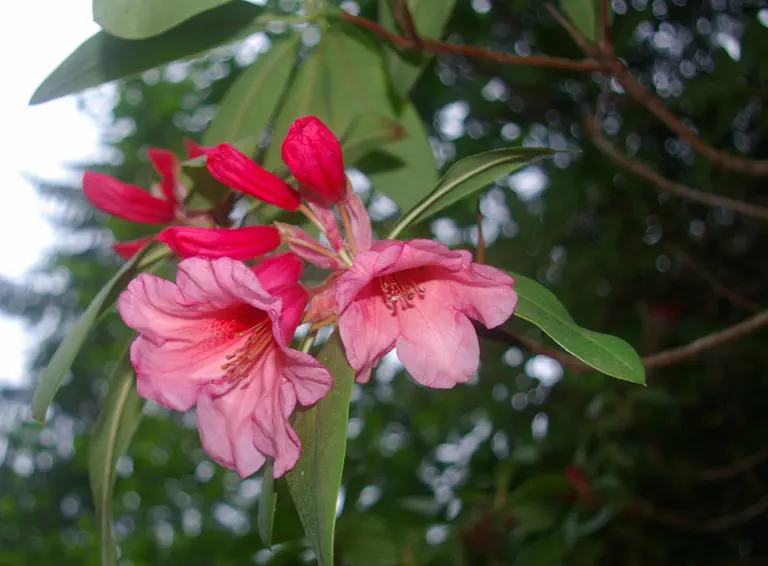 Photo of R. 'Ostbo's Copper', Rhododendron Hybrid