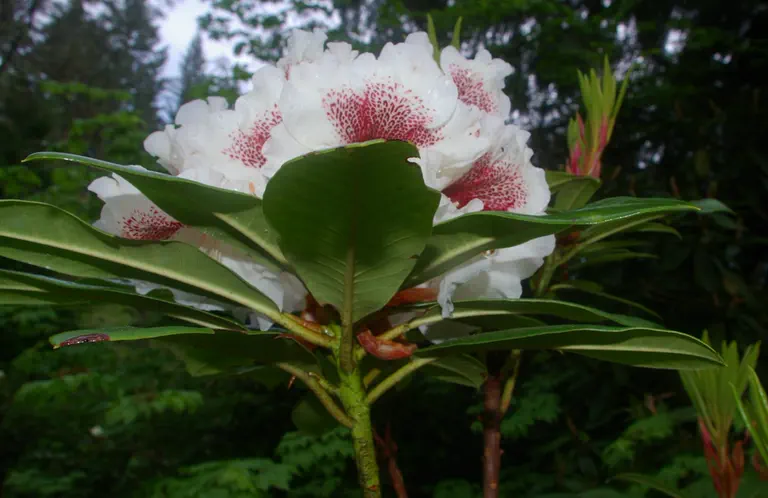 Photo of R. 'Sappho x Tweedy Bird', Rhododendron Hybrid