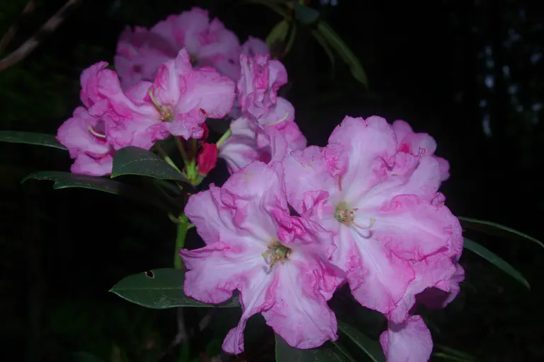 Photo of R. 'Lem's 45', Rhododendron Hybrid