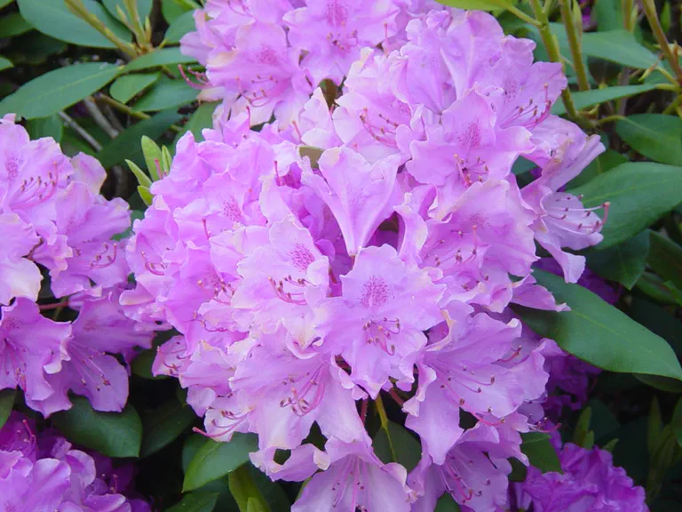 Photo of R. catawbiense 'Cheryl', Rhododendron Species Selection