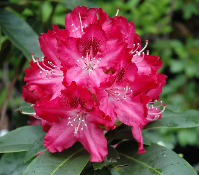 Photo of R. 'Babar', Rhododendron Hybrid