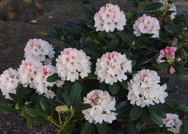 Photo of R. 'Off-shoot X Phipps Yellow x Viennese Waltz', Rhododendron Hybrid