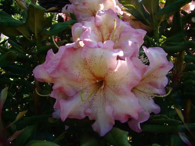 Photo of R. 'Sklerijenn', Rhododendron Hybrid