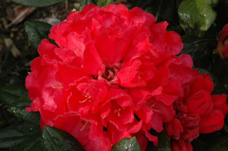 Photo of R. 'Bruce Briggs', Rhododendron Hybrid