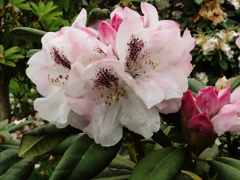 Photo of R. 'Cinq Jours de Bonheur', Rhododendron Hybrid