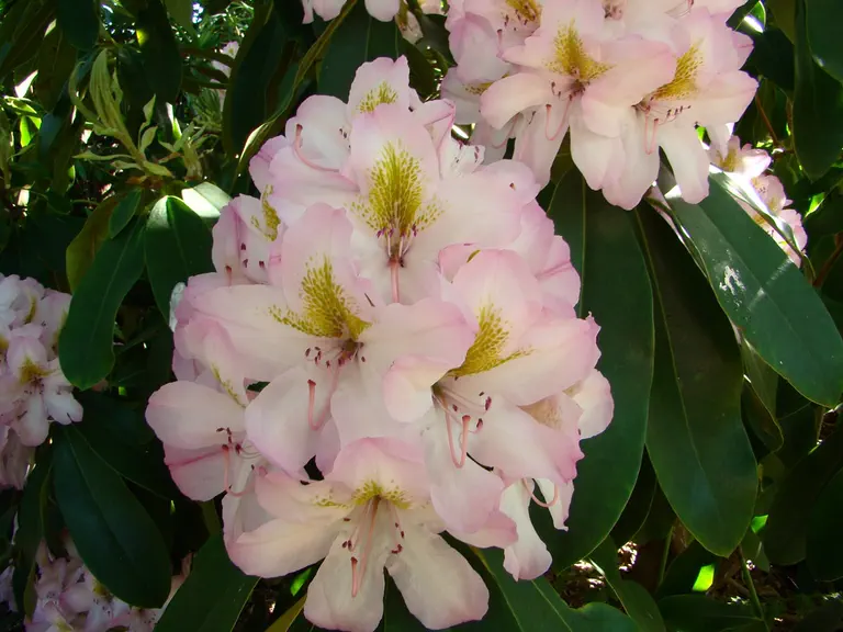 Photo of R. 'Faro', Rhododendron Hybrid